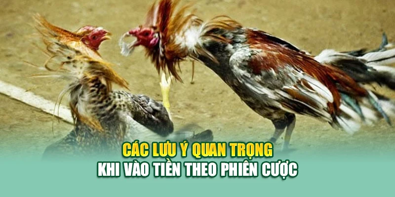 Đá Gà Thomo – Sới Đấu Biên Giới Cuốn Hút Nhất Tại 79King 3 Các lưu ý quan trọng khi vào tiền theo phiên cược