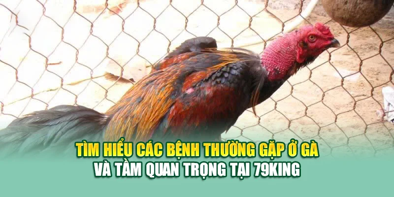 Các Bệnh Thường Gặp Ở Gà – Nhận Biết Sớm, Xử Lý Nhanh Tại 79King 1 Tìm hiểu các bệnh thường gặp ở gà và tầm quan trọng tại 79King